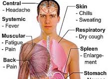Antimalarial Drug Action