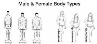 Endomorph Nutrition and Workout Plan