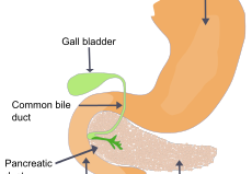 pancrease
