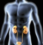 A Urinary Tract Infection