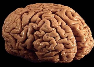 Brain
