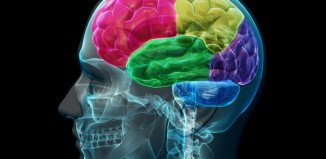Neural Transmission