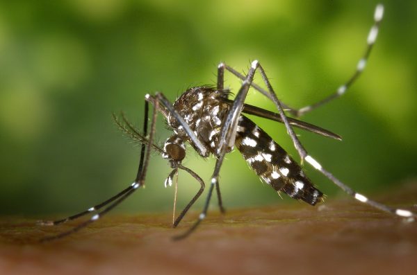 Tiger mosquito 