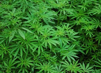 Cannabis Can be Harmful, Study Shows