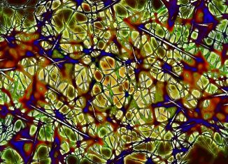 Brain Vesicles Play A Role in Septic Shock