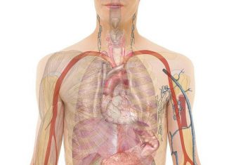 Why The Body’s Circadian Clock Disturbs Metabolic Processes