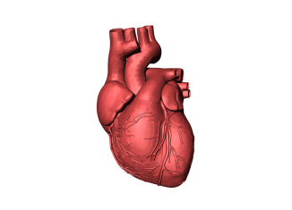 Cimaglermin Facilitates Heart Repair