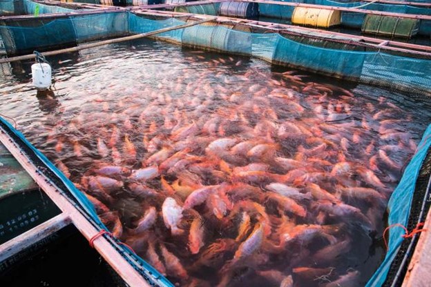 aquaculture
