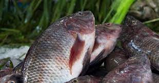 tilapia